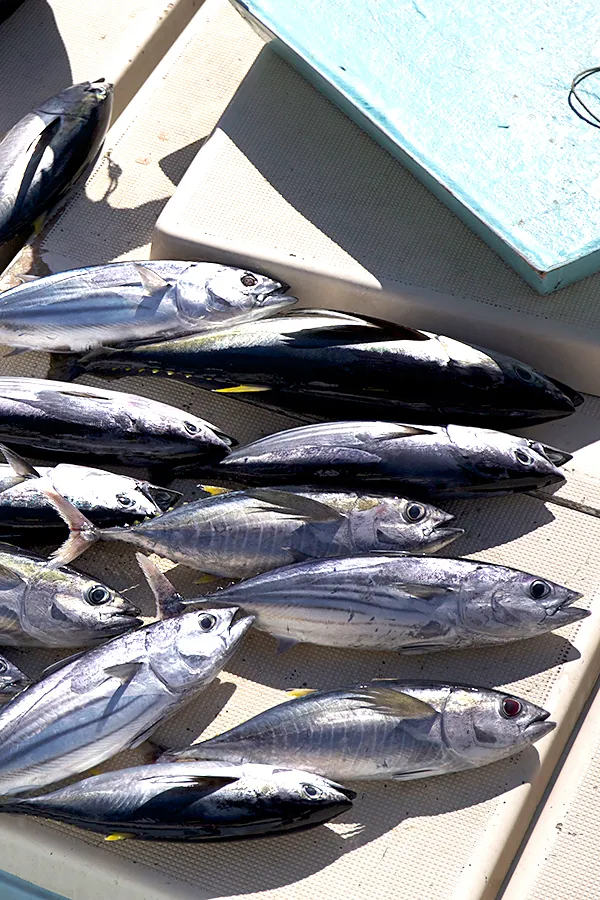 ぼくのなつやすみ「釣りたてを食べる」