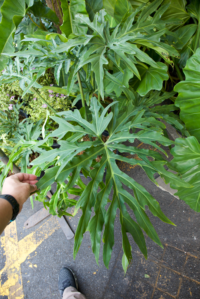 水・木曜日限定の植木市に潜入！〜タイ・バンコク旅行記：6日目・朝〜